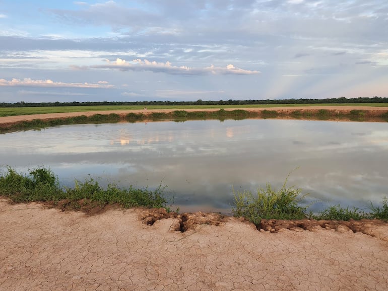 Tajamar que reune gran cantidad de agua para los animales en el Chaco.