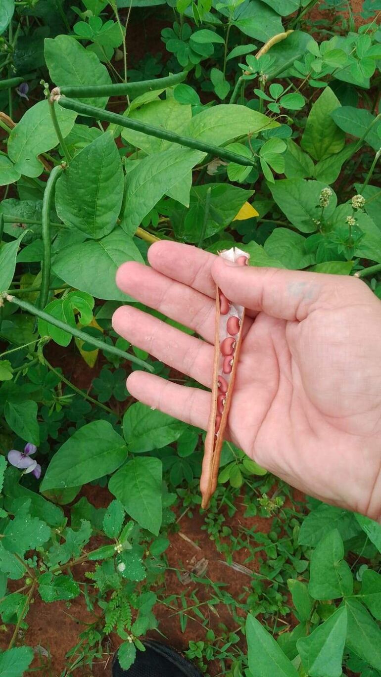 Para el cultivo de la legumbre los productores recibieron 80 kilos de poroto pytä de la Municipalidad de Yaguarón.