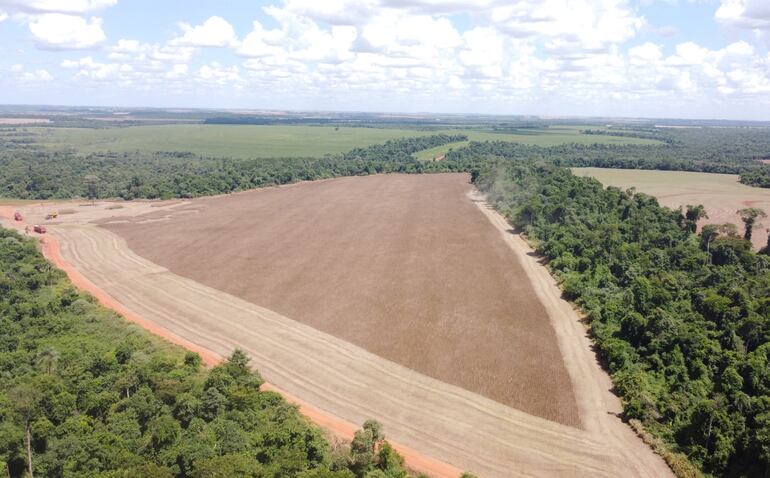 En esta vista aérea se puede notar que no hay huellas del paso de pulverizadoras, ya que las aplicaciones se realizaron con drones. Otro detalle tiene que ver con la combinación de productos biológicos y químicos para llegar al promedio de 5.200 kilos por hectárea de soja.