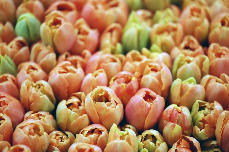 Tulipanes.
