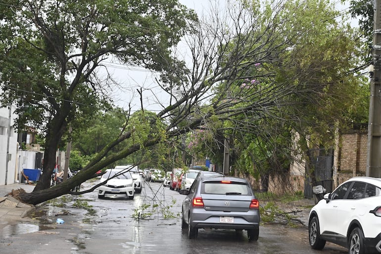 La caída de árboles a causa del temporal derribó cables de la Ande en algunas zonas del Área Metropolitana de Asunción.