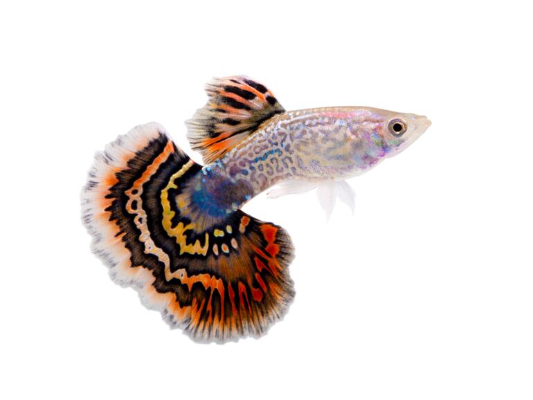 Poecilia reticulata, pez guppy.