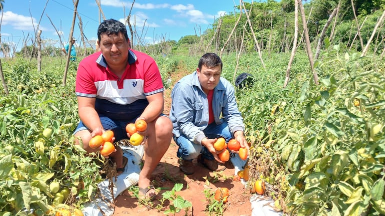 Tomateros, Gustavo Martínez (I) y Héctor Viera (D), mostrando sus productos de primera calidad que serán exportados a la Argentina.