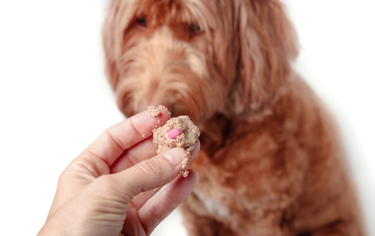 Camuflar el medicamento en un bocado de comida es una buena táctica. Pero algunos perros se dan cuenta.