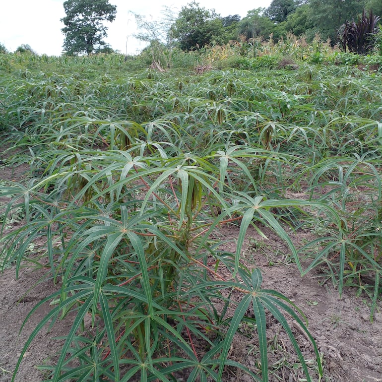 Las lluvias favoreció también  al cultivo de la mandioca.