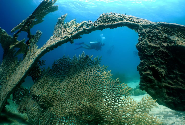 Buceador en Aruba.