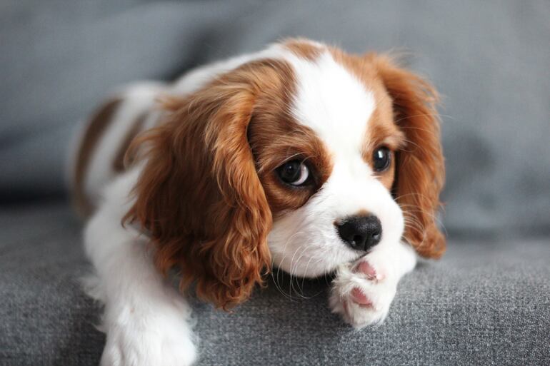 Cavalier King Charles Spaniel.