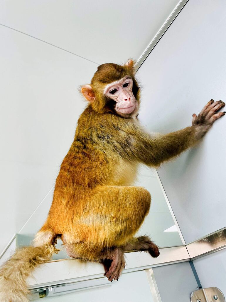 Científicos chinos logran la primera clonación exitosa de un macaco rhesus. 
