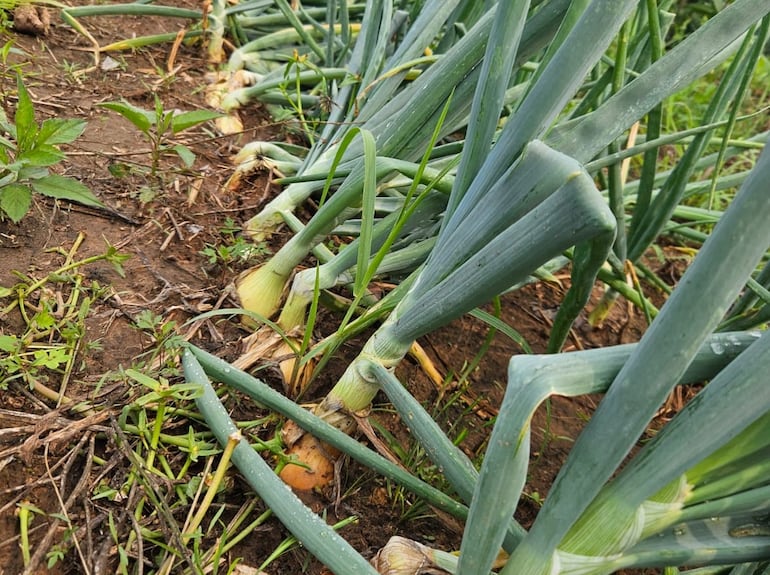 Cultivo de cebollas en la zona del distrito de Caazapá.