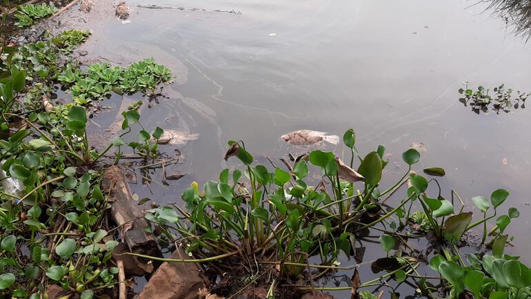 Los peces muertos detectados en un sector del lago de la República.