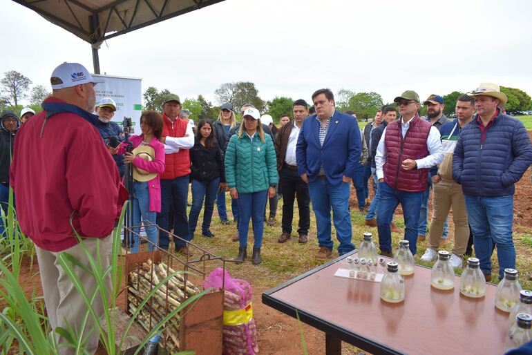 Técnicos del IPTA al momento de explicar el método utilizado para la producción de semillas de caña dulce de alta calidad.