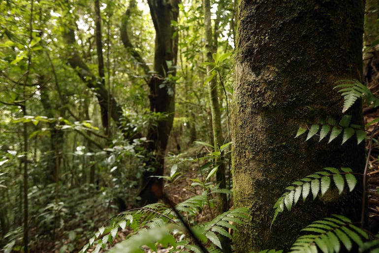 Bosque en la zona de Poás al noroeste de San José (Costa Rica). Si bien el dióxido de carbono (CO2) es el gas de efecto invernadero más famoso, otros, menos conocidos por la opinión pública, desempeñan un papel importante en el calentamiento global y están recibiendo una atención creciente por parte de los investigadores y responsables políticos.