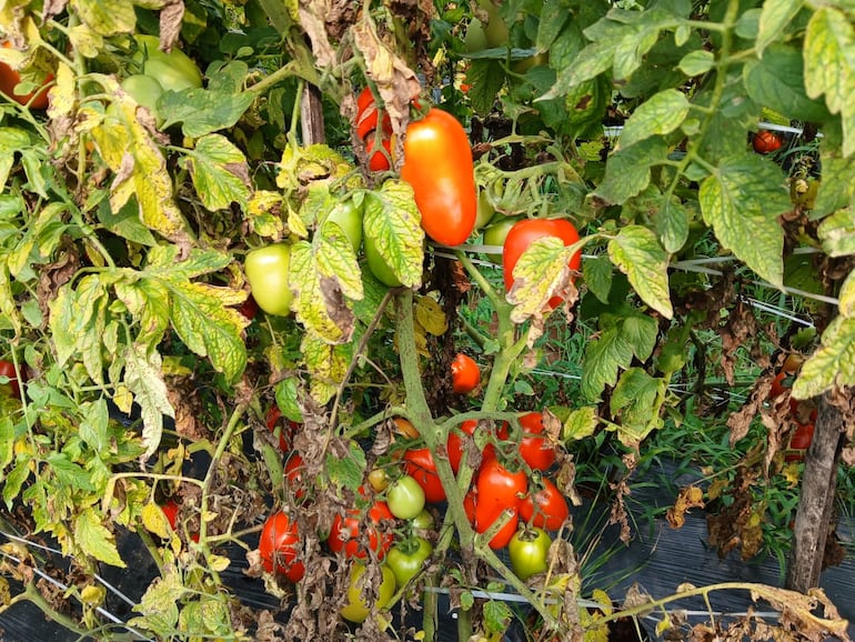 Productores de tomate y lo cote exigen mejorar el precio para recuperar la inversión hecha.