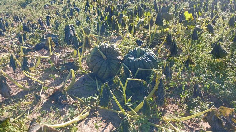 Muchos cultivos dañados por las gélidas temperaturas estaban en etapa de cosecha. 