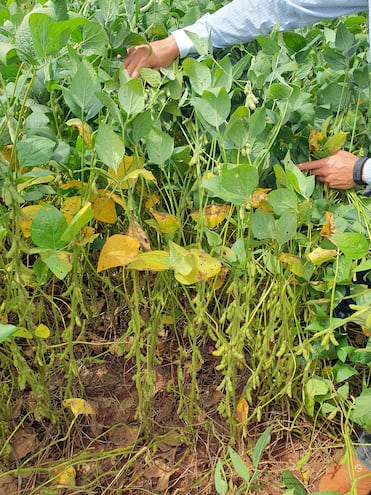 La presencia de las enfermedades de fin de ciclo empieza temprano, pero se manifiesta al final del cultivo de soja, por eso el nombre de “fin de ciclo”.