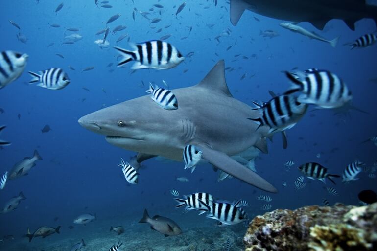 Tiburón toro, carcharhinus leucas, en laguna Bega, Fiji.