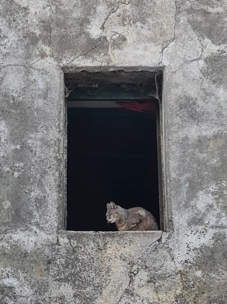 Gato en la ventana de la Calle de los Suspiros.