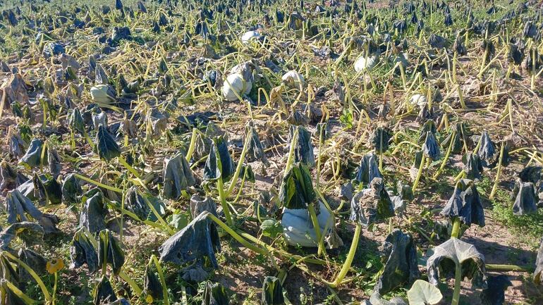 Muchos cultivos, como zapallo, resultaron dañados por las bajas temperaturas que descendieron a -3 grados.