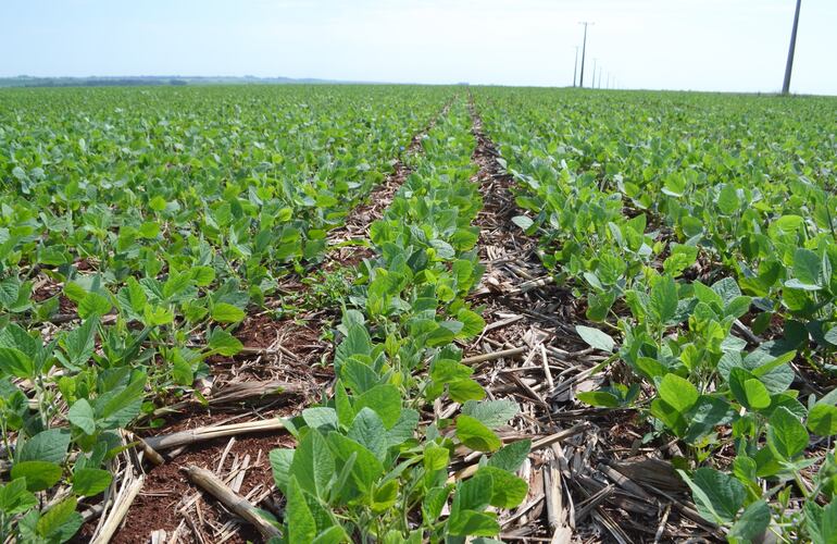 El uso de microorganismos en agricultura se puede hacer en todo momento, sea siembra o desarrollo vegetativo. Su acción favorece  a recuperar la biología del  suelo y tener cultivos más sanos.