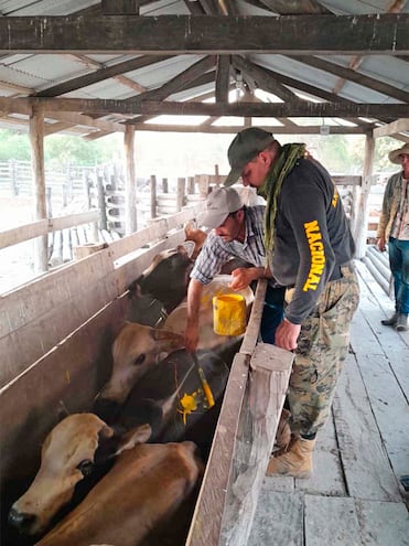 El comisario Carlos Céspedes, de Abigeato, y un peón de estancia marcan con pintura los animales recuperados tras el enfrentamiento en la zona de Puerto Guaraní.