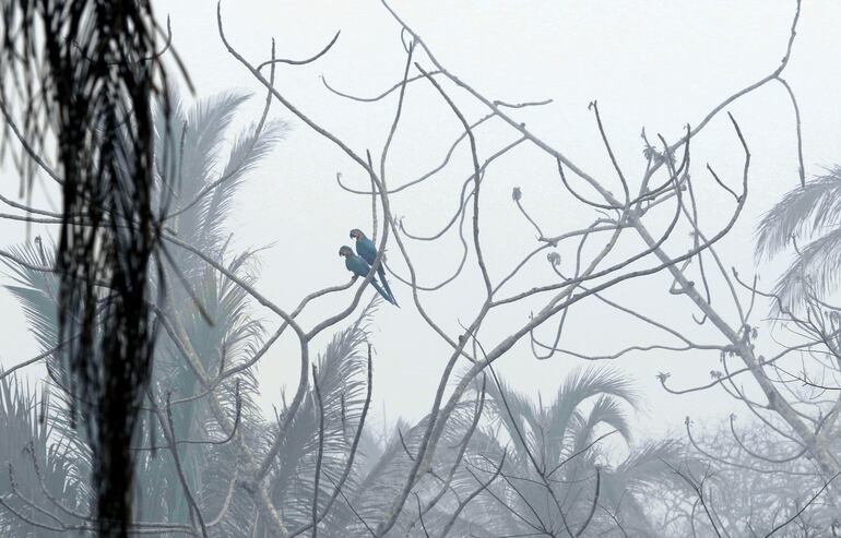 Dos aves sobre una rama de un árbol quemado en la comunidad de Palestina, Bolivia.