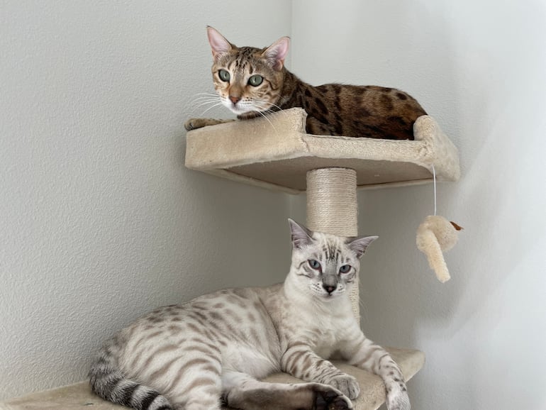 Los gatos necesitan su espacio y juegos para estar entretenidos durante la estadía en el hotel de mascotas.