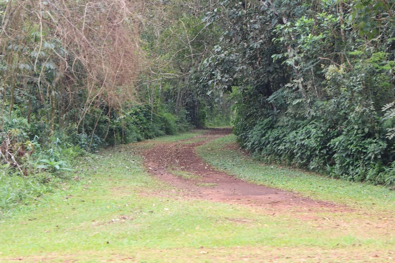 Senderos de la Reserva Tatí Yupí,  una parte del Bosque Atlántico del Alto Paraná.