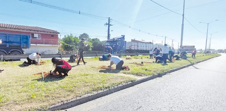 El plantatón realizado el sábado 26 de agosto al costado de la Ruta PY03.