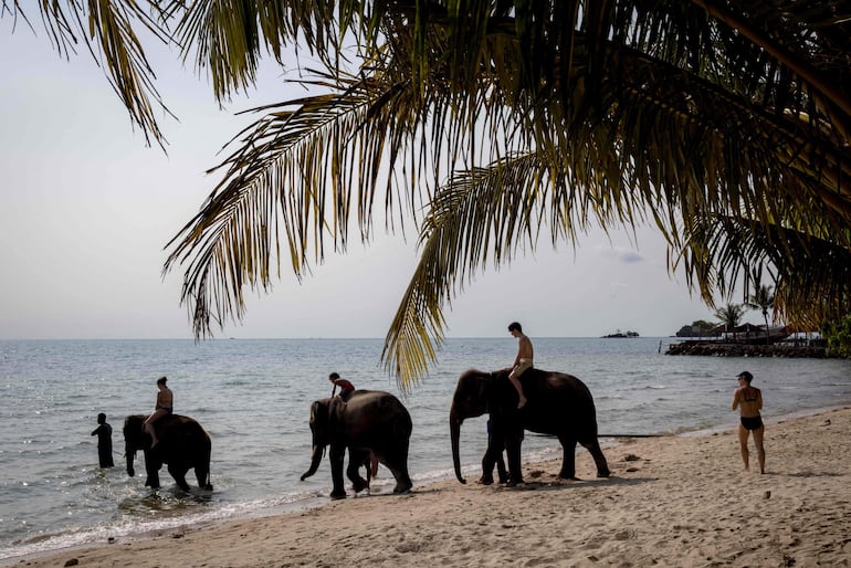 Elefantes en Tailandia.