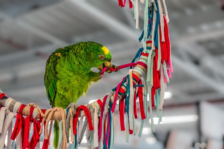 Loro jugando.