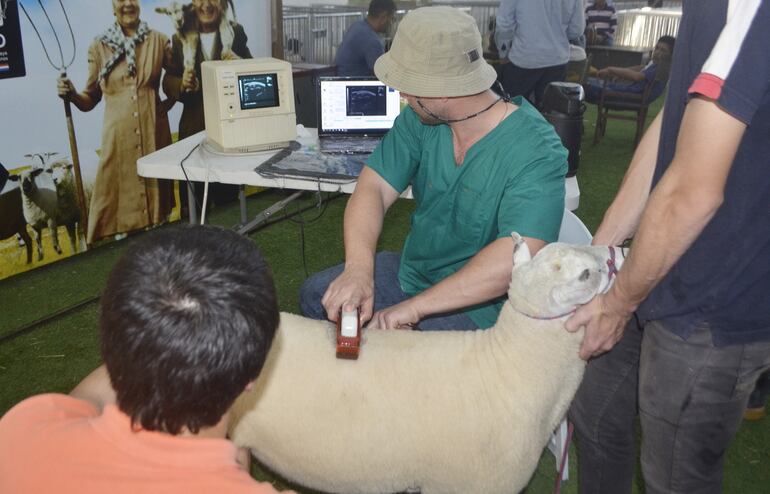 Una de las ventajas de la ultrasonografía tiene que ver con clasificar a los animales superiores.