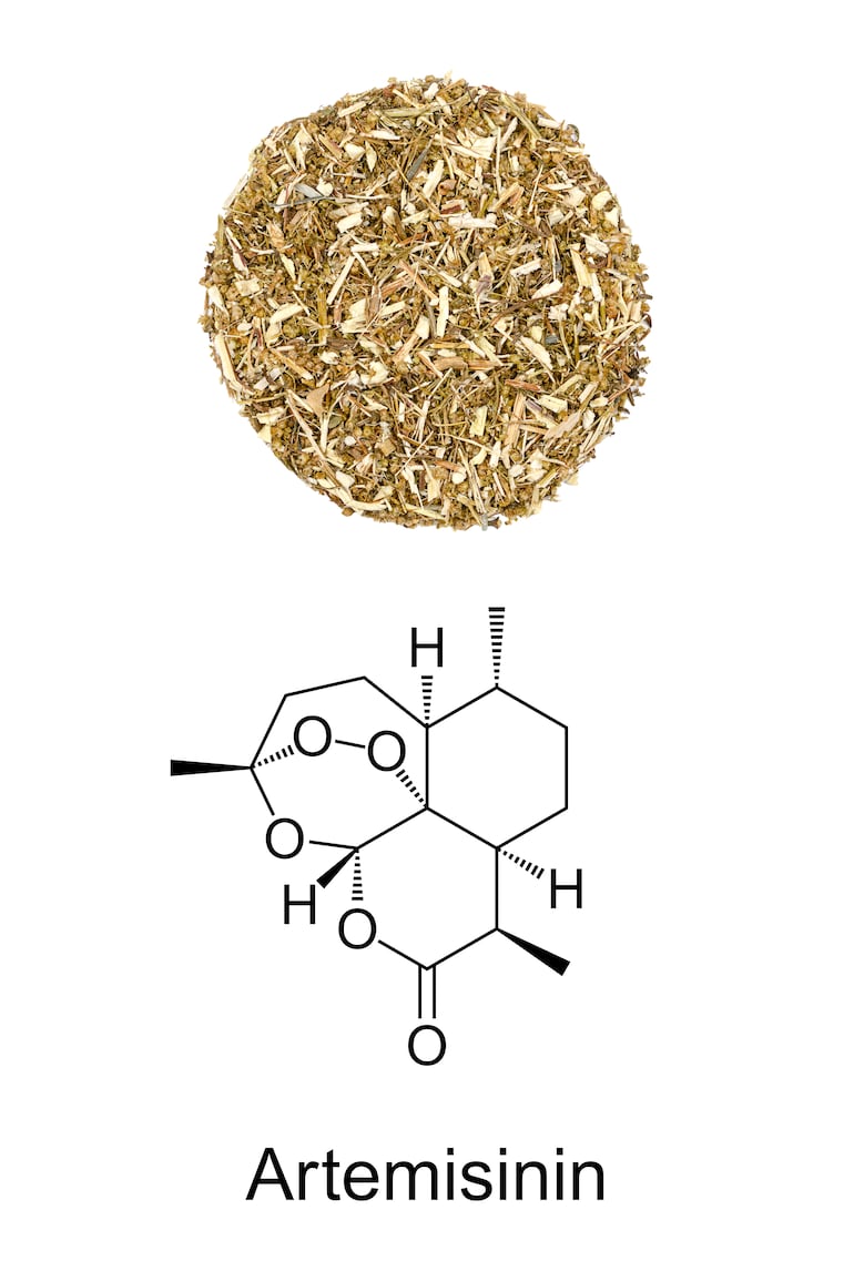 Artemisia annua.