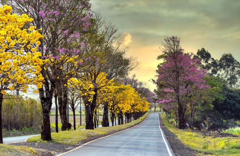 Para no quedar atrás, algunos ejemplares de lapacho rosado lucen también todo su esplendor en medio del paisaje.