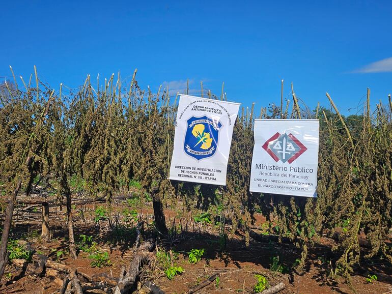 Destruyen 10.000 kg de marihuana en Alto Verá