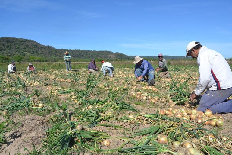 Productores de cebolla aguardan se libere mercado saturado de productos de contrabando.