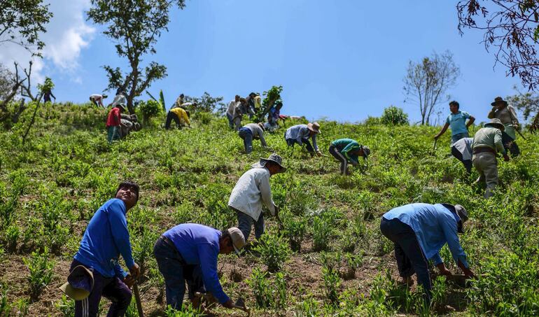 Los cultivadores de coca ancestrales indígenas fueron hostigados en beneficio de los cocaleros “evistas”, vinculados al narcotráfico.