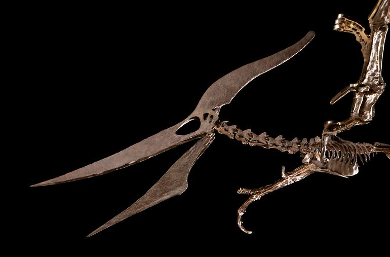 Esqueleto de un dinosaurio: un pteranodonte (volador), valorado en 4-6 millones de dólares. Se trata de uno de los fósiles más espectaculares por ser de un reptil volador con un enorme pico y un cráneo puntiagudo hacia atrás, con dos largas alas en forma de membranas, una de las piezas más buscadas en los museos y colecciones paleontológicas.