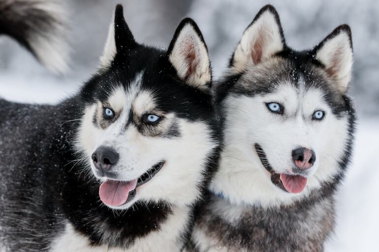 Husky Siberiano.