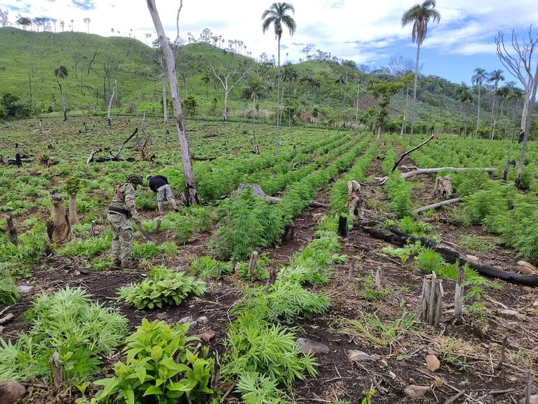 Plantaciones de marihuana detectada en el establecimiento Menina, ubicada en la zona de Bella Vista Norte, departamento de Amambay.