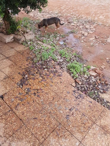 Caño roto sigue perdiendo agua