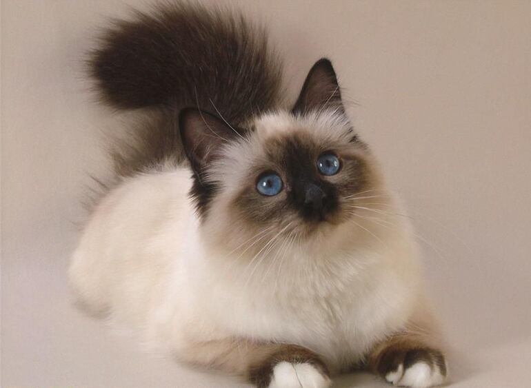 Los gatos son conocidos por su color crema en sus manos, las orejas de chocolate, bozales, cola y piernas y ojos azules, con forma de almendra.