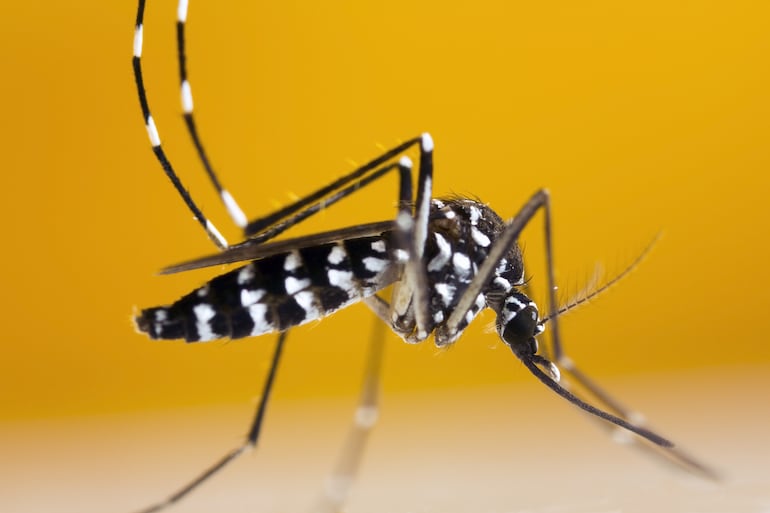 Mosquito tigre asitático (Aedes albopictus)