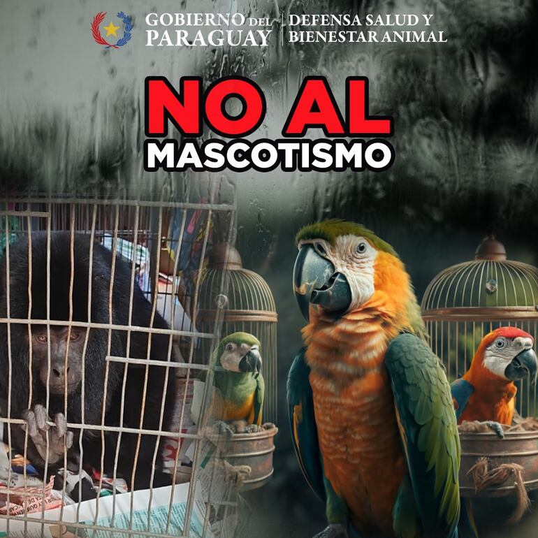 La dirección de Defensa, Salud y Bienestar Animal desalentó el mascotismo de animales silvestres.