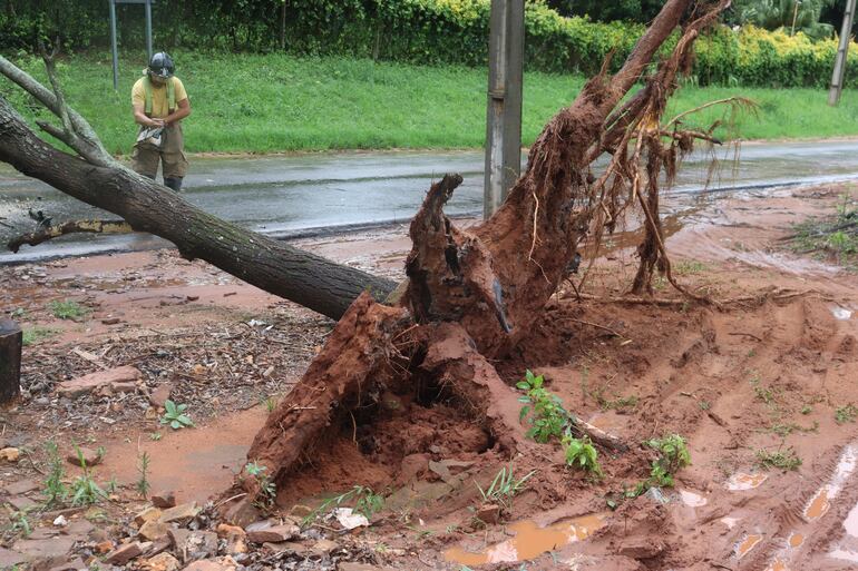 Temporal derribó varios árboles en las ciudades de San Antonio e Ypané.