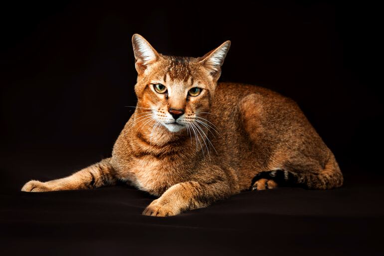 Chausie. Esta raza híbrida proviene de la unión entre un gato doméstico y un gato de la jungla.