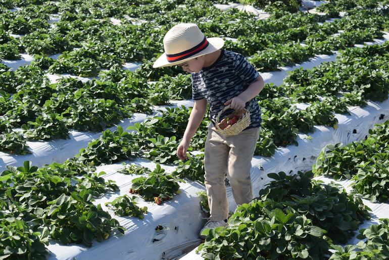 Productores esperan cabio climático para reavivar la esperanza hacía la segunda gran cosecha. 