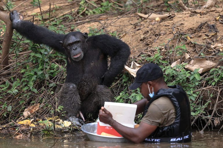 Fabrice Moudoungue (derecha) se prepara para dar comida a un chimpancé en el Parque Natural Douala-Edea en Marienberg.