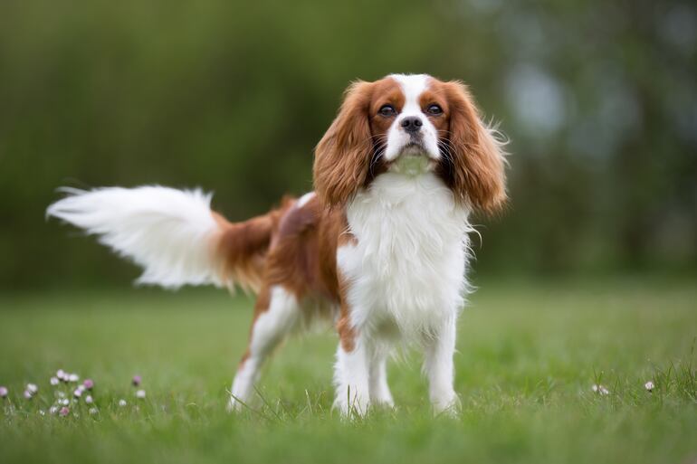 Perro de raza Cavalier King Charles Spaniel.