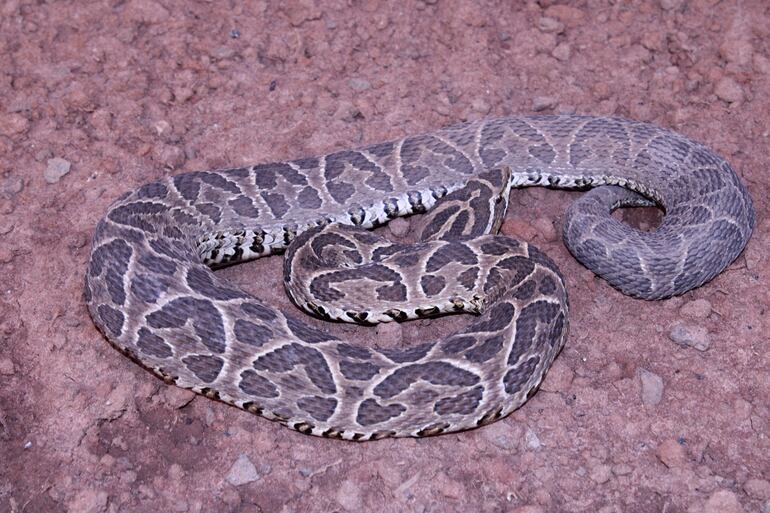 Yarará o Bothrops alternatus.