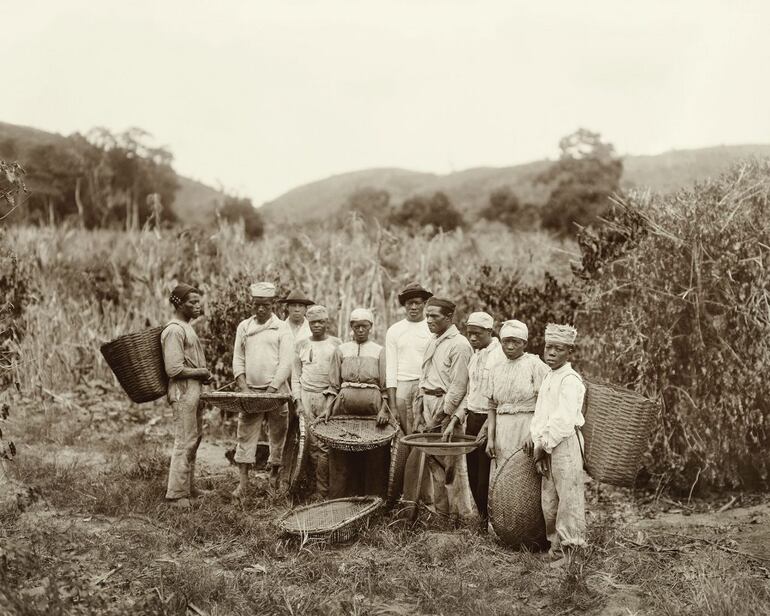 Esclavos en la cosecha de café, Río de Janeiro, c. 1882 (Foto de Marc Ferrez / Acervo IMS)